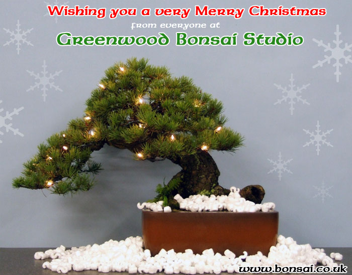 christmas_bonsai.jpg