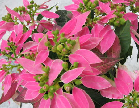 christmasatmyhome07_3.jpg