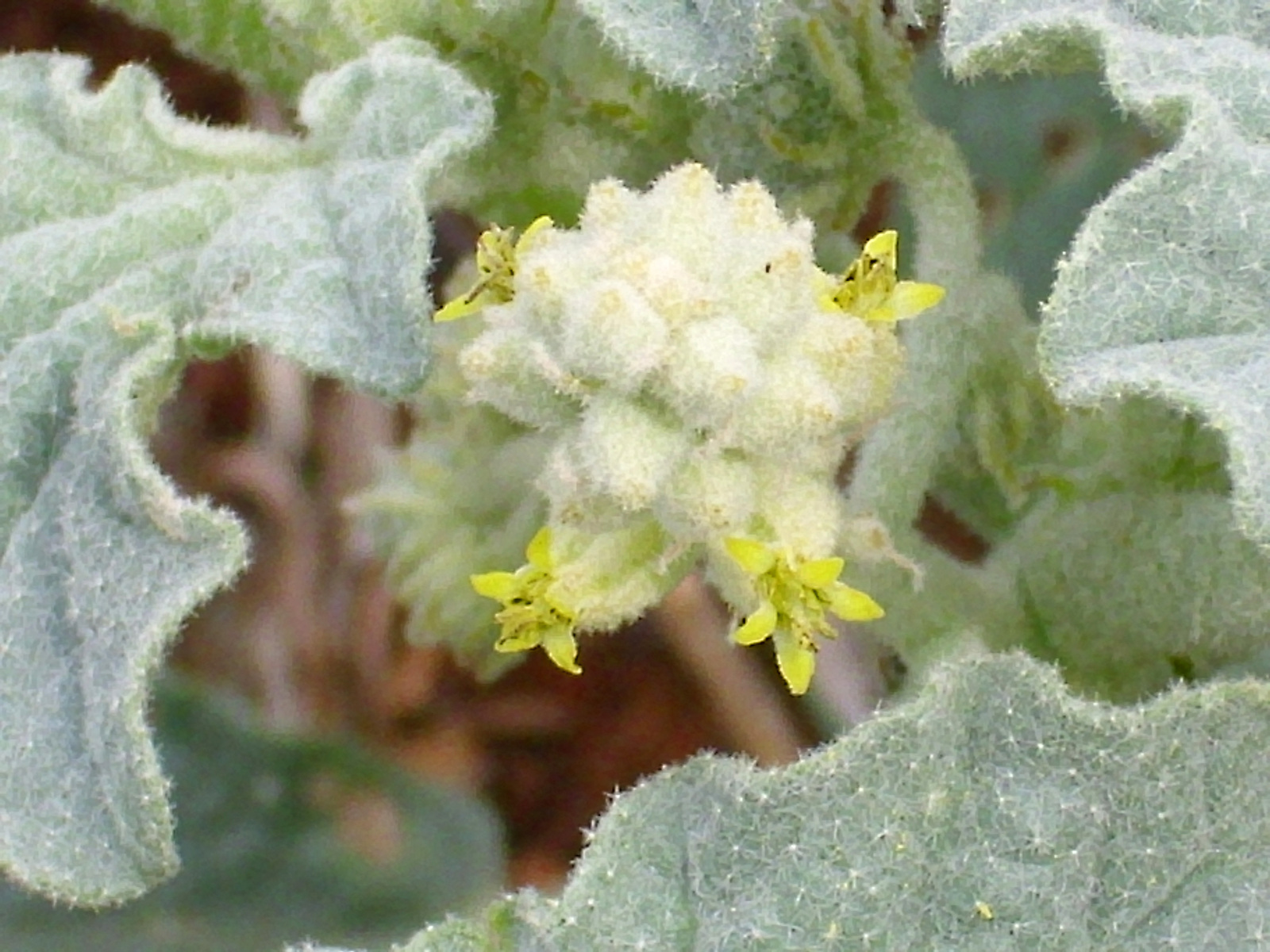 Chrozophora_tinctoria_Enfoque_2010-6-25_DehesaBoyaldePuertollano.jpg