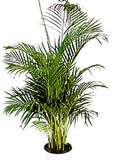chrysalidocarpus-areca.jpg