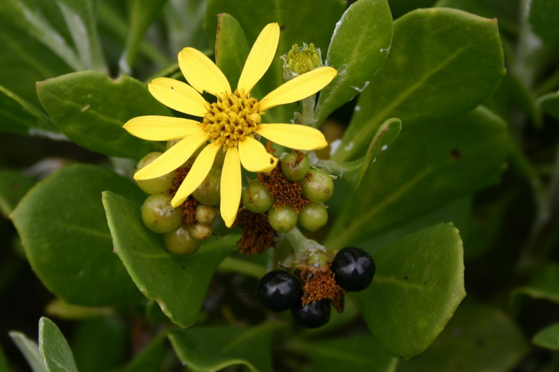Chrysanthemoides_monilifera.jpg