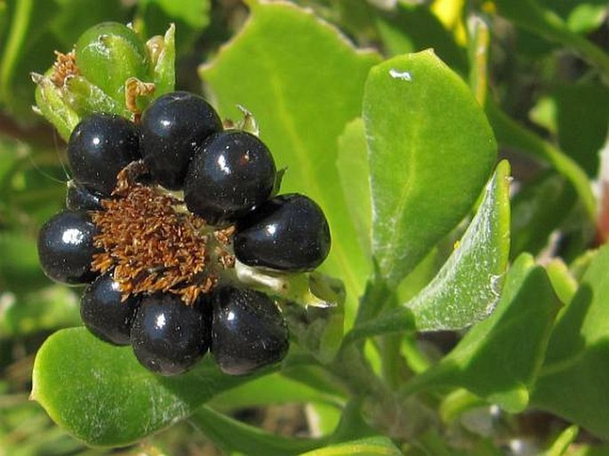 chrysanthemoidesmonherb6.jpg