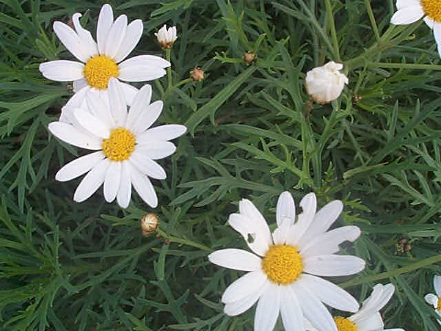 chrysanthemumfrutescens.jpg