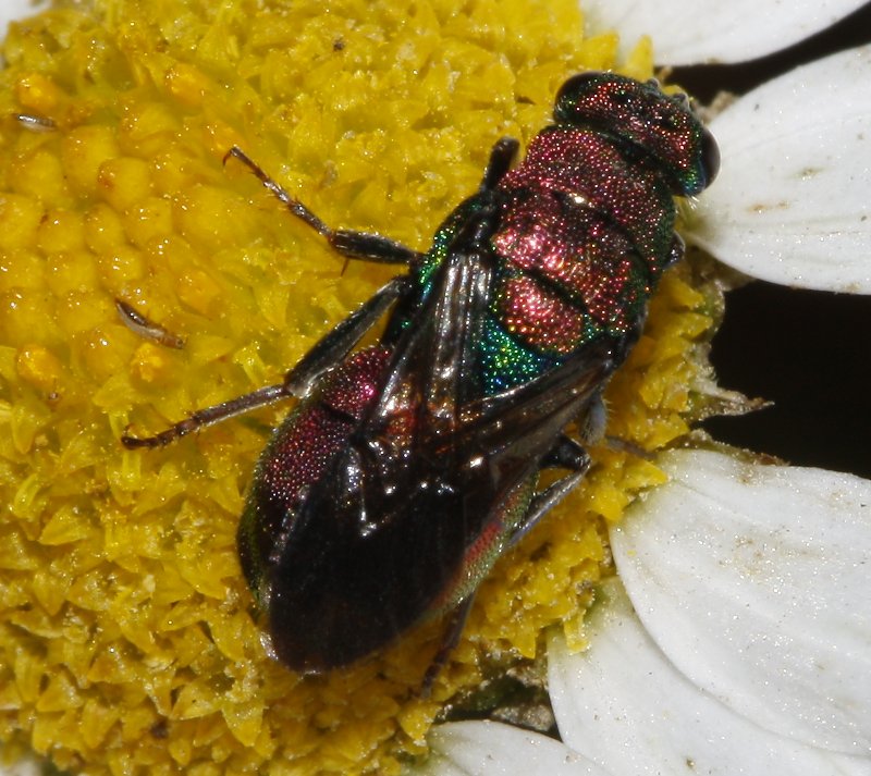 Chrysidae_7280.jpg