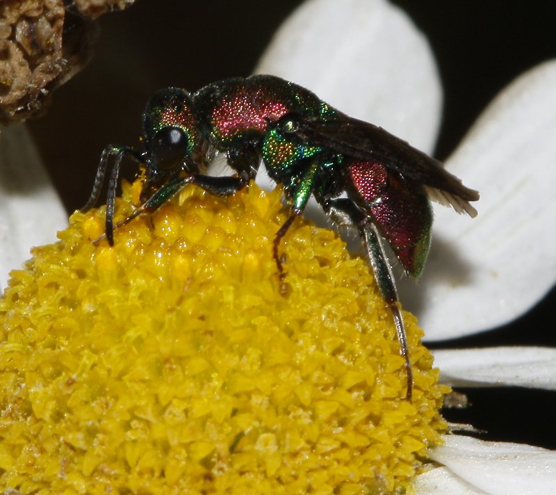 Chrysidae_7282.jpg