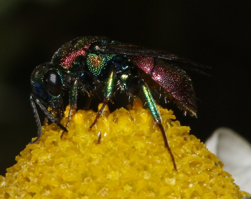 Chrysidae_7283.jpg