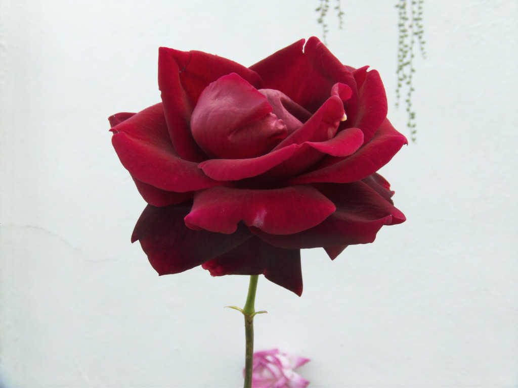 Chryslerimperialabiertadeltodo2.jpg