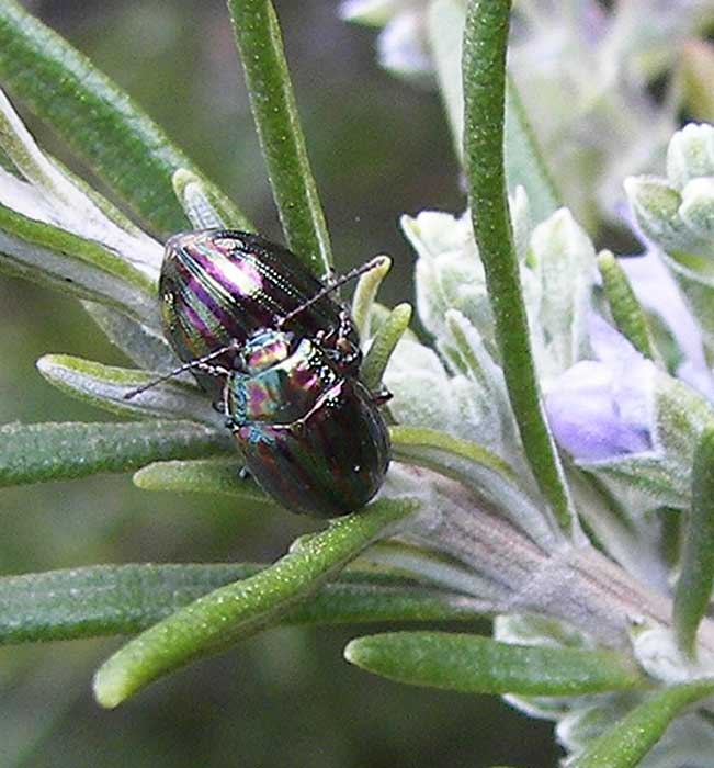 chrysolinaamericana1.jpg