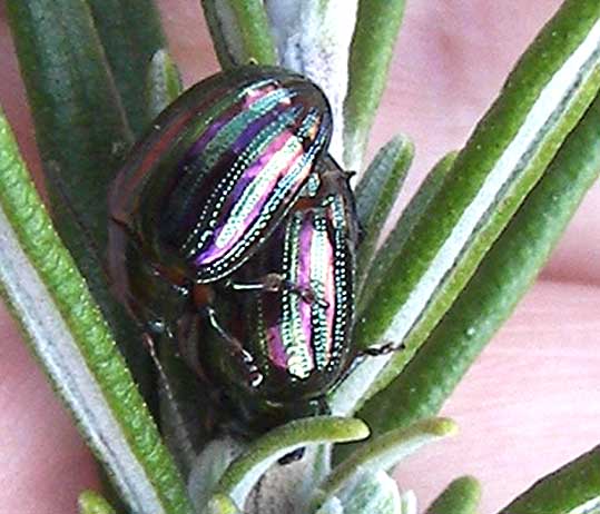 chrysolinaamericana2.jpg