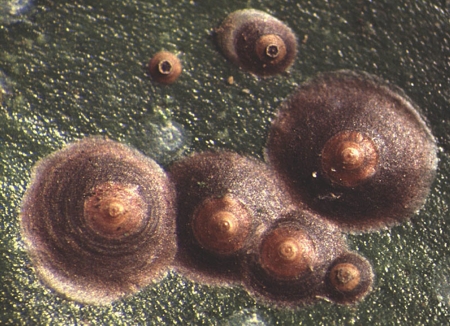 chrysomphalus-ficus-04.jpg