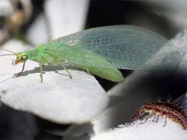 chrysoperlacarnea.jpg