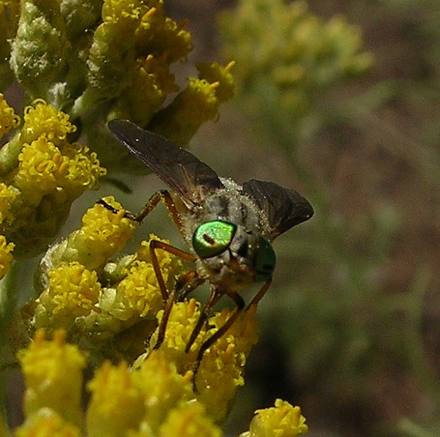 Chrysops%20caecutiens.jpg