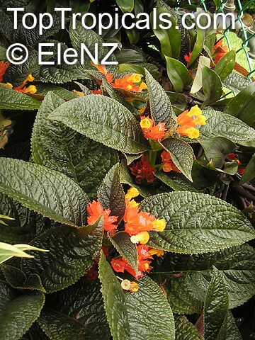 Chrysothemis_pulchella055el.jpg