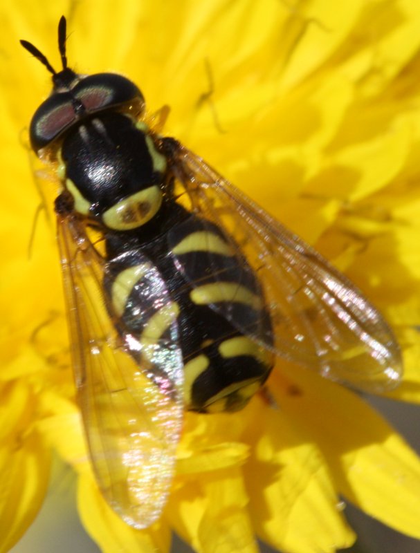 Chrysotoxum%20sp%202.jpg