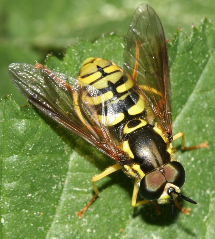 Chrysotoxum%20sp.jpg