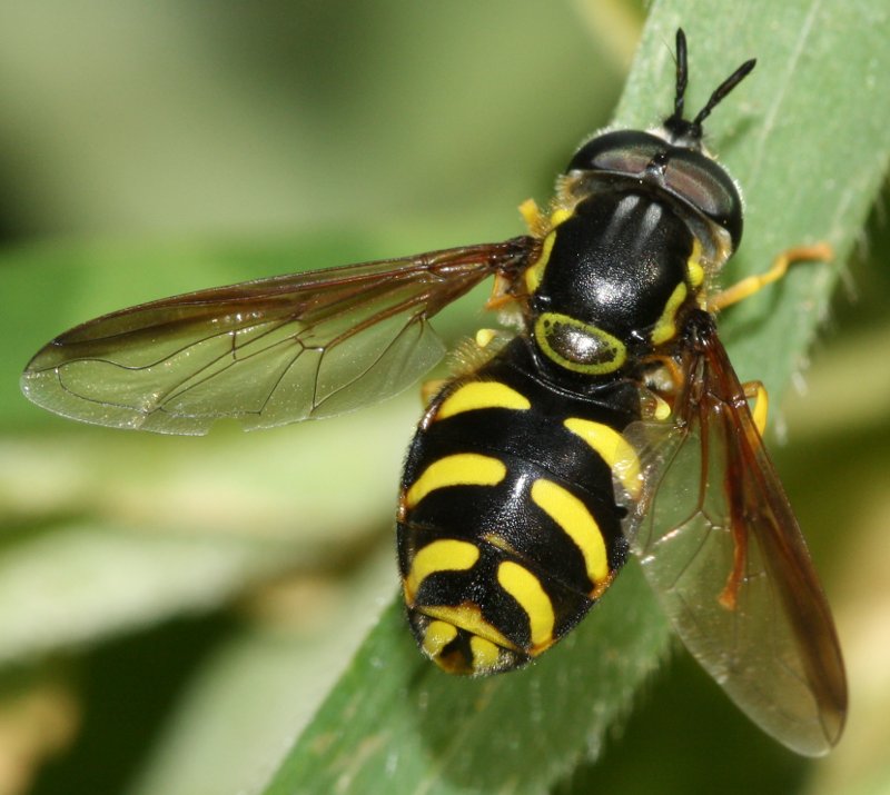 Chrysotoxum.jpg