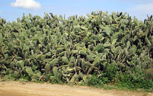 chumbera_puertosantamaria1.jpg