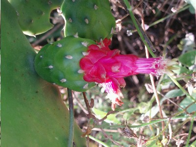 chumbo_rosa.JPG