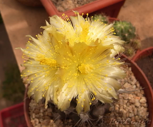 Chumilis5c.jpg