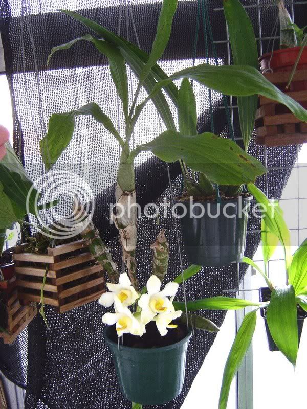 chysisbractescens.jpg