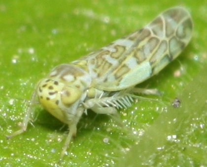 cicada.jpg