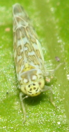 cicada1.jpg