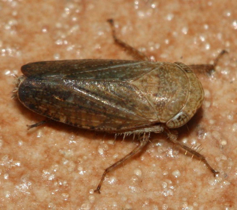 cicada1hoag.jpg