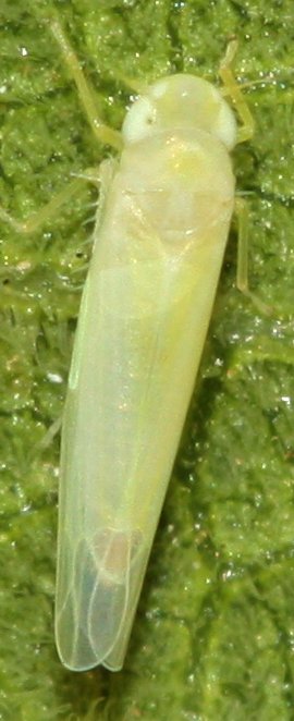 cicada1hoju.jpg