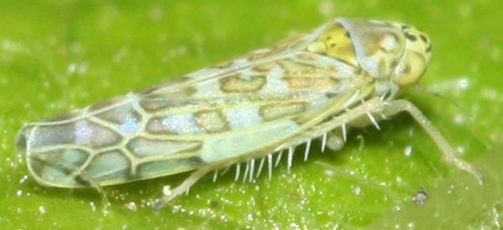 cicada2.jpg