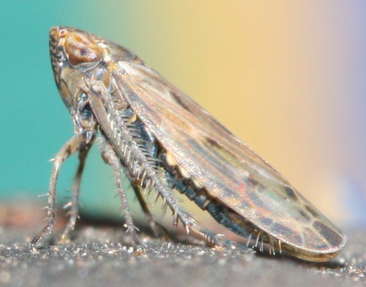 cicada2hoju2.jpg