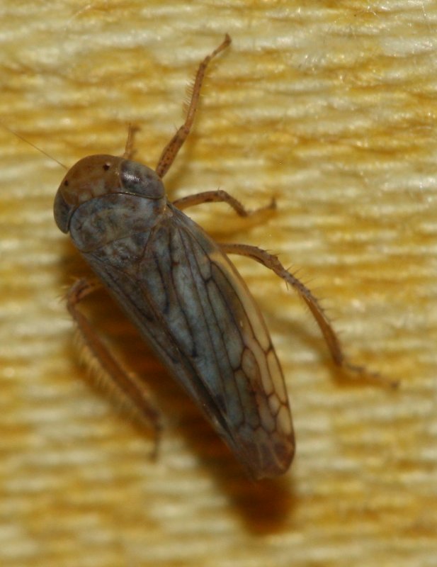 cicada3hoju.jpg