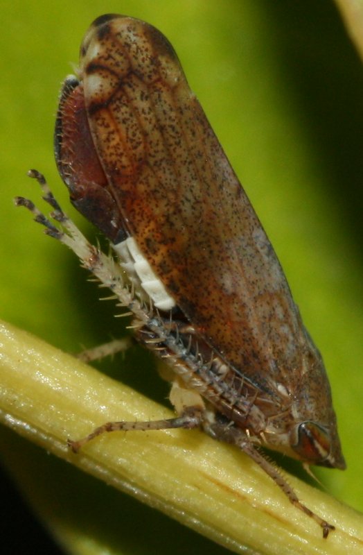 cicada4hoju.jpg