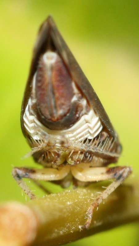 cicada4hoju1.jpg