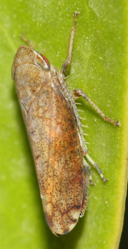 cicada4hoju2.jpg