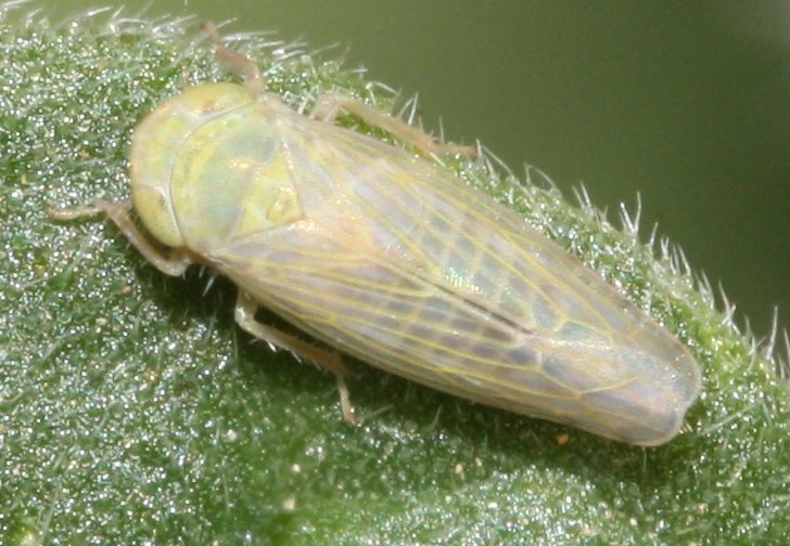 cicada5hoju.jpg