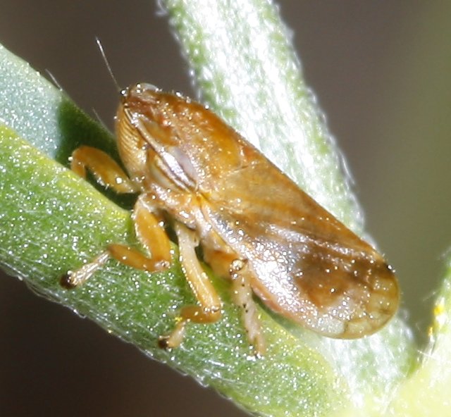 cicada_2575.jpg