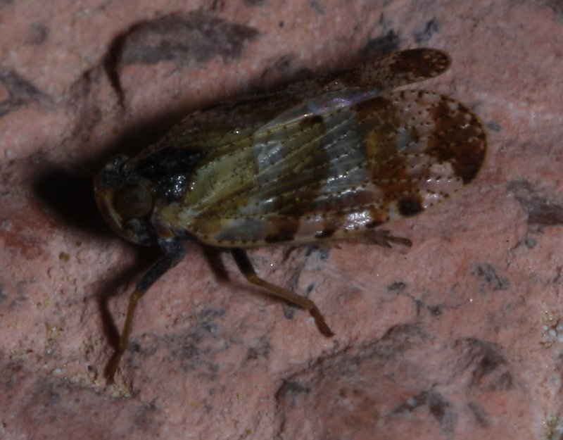 cicada_2697.jpg