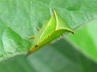 cicada_3645.jpg