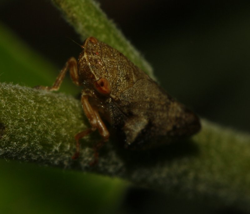 Cicada_4814.jpg