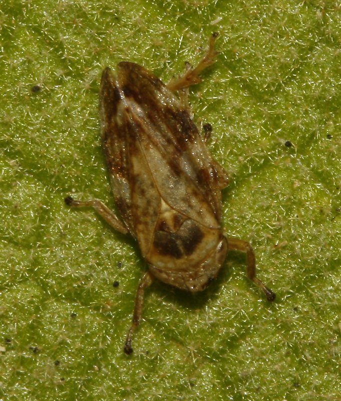 Cicada_4831.jpg