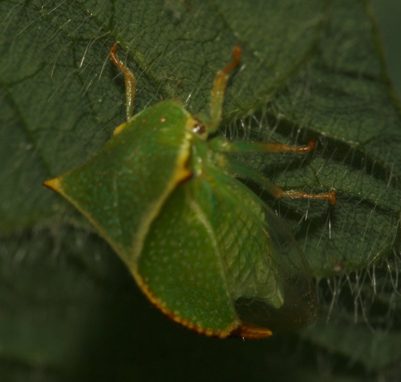 cicada_5646.jpg
