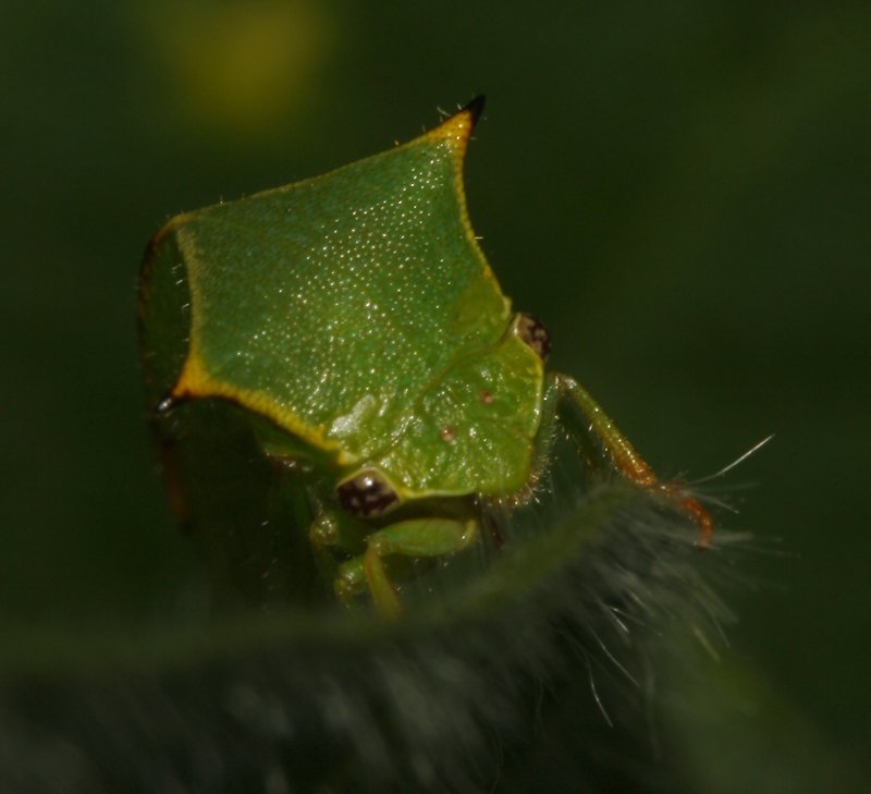 cicada_5659.jpg