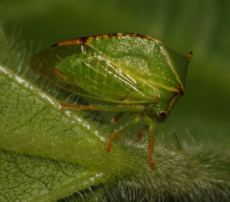 cicada_5661.jpg