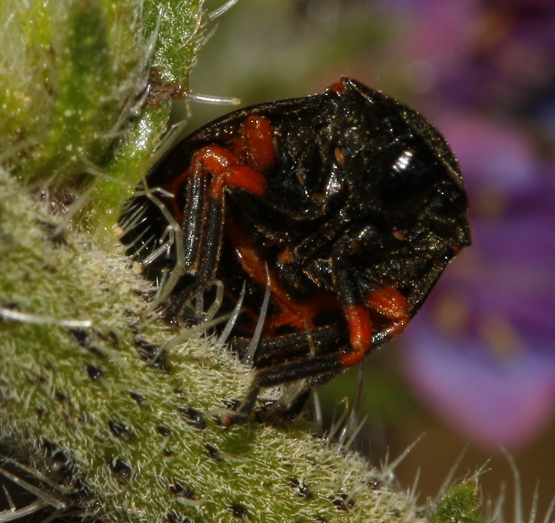 cicada_8189.jpg