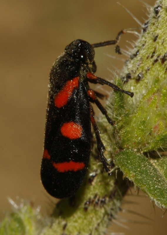 cicada_8190.jpg