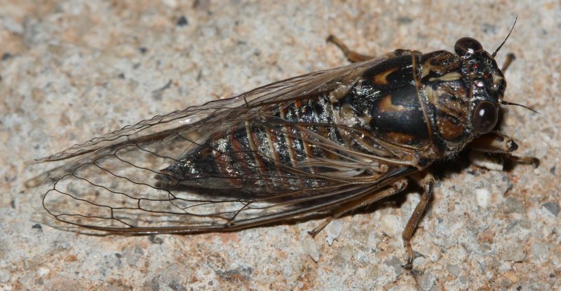 cicadahoag.jpg