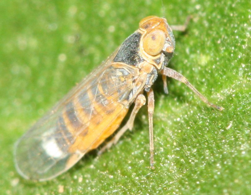 cicadahoju.jpg