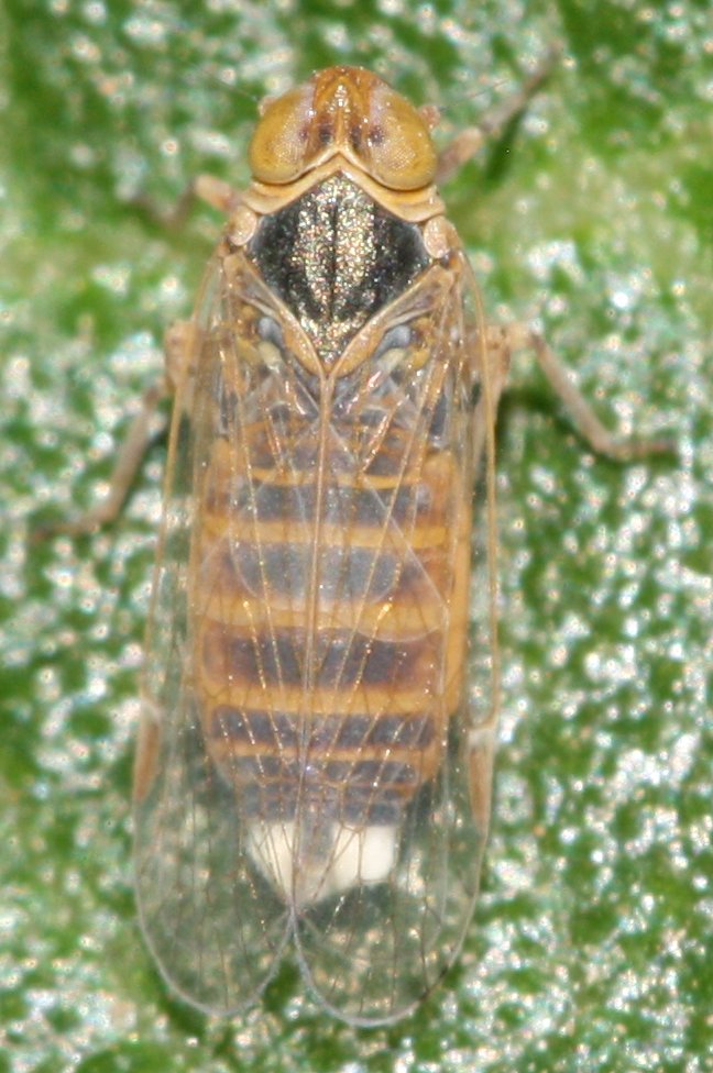 cicadahoju1.jpg