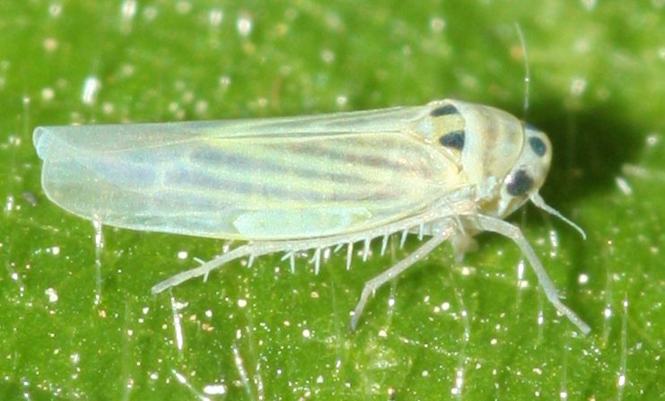 cicadama1.jpg