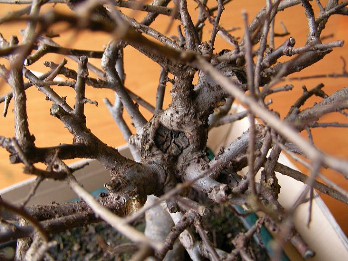 cicatriz del acodo.JPG